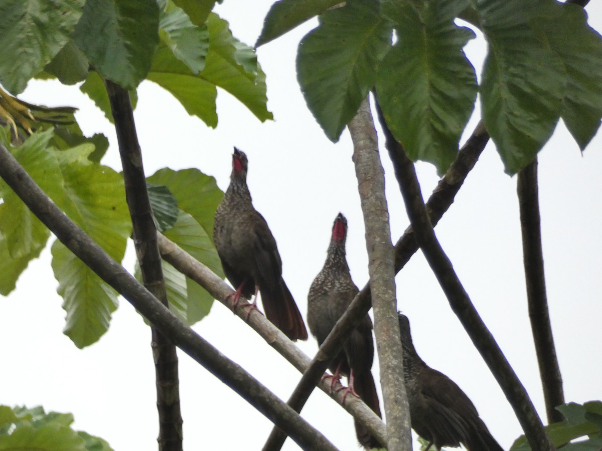 Speckled Chachalaca - ML499702611