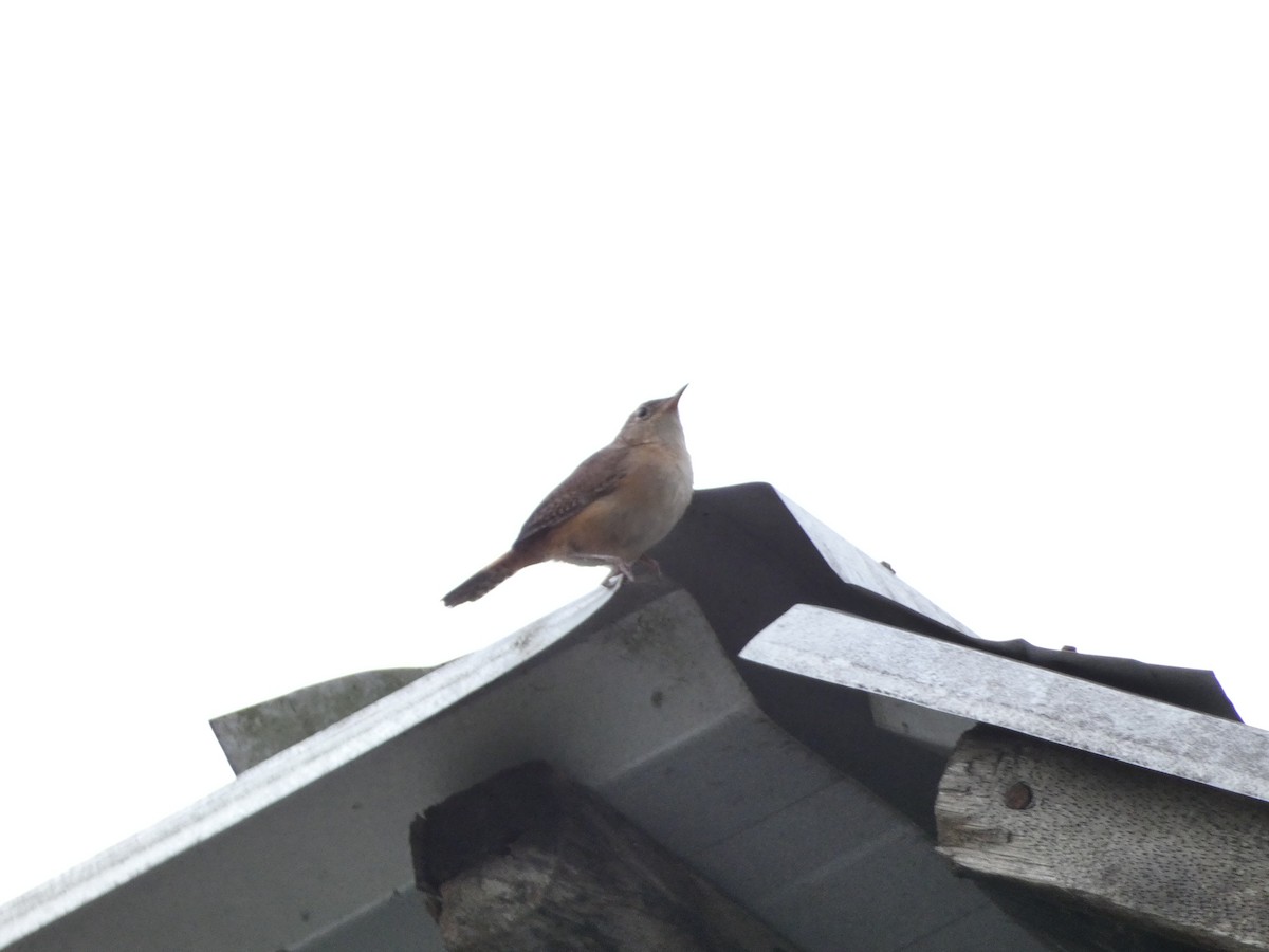 House Wren - ML499702931