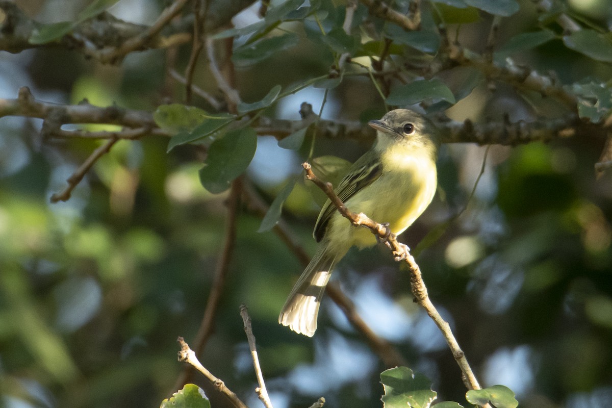 Yellow-olive Flatbill - ML499703241