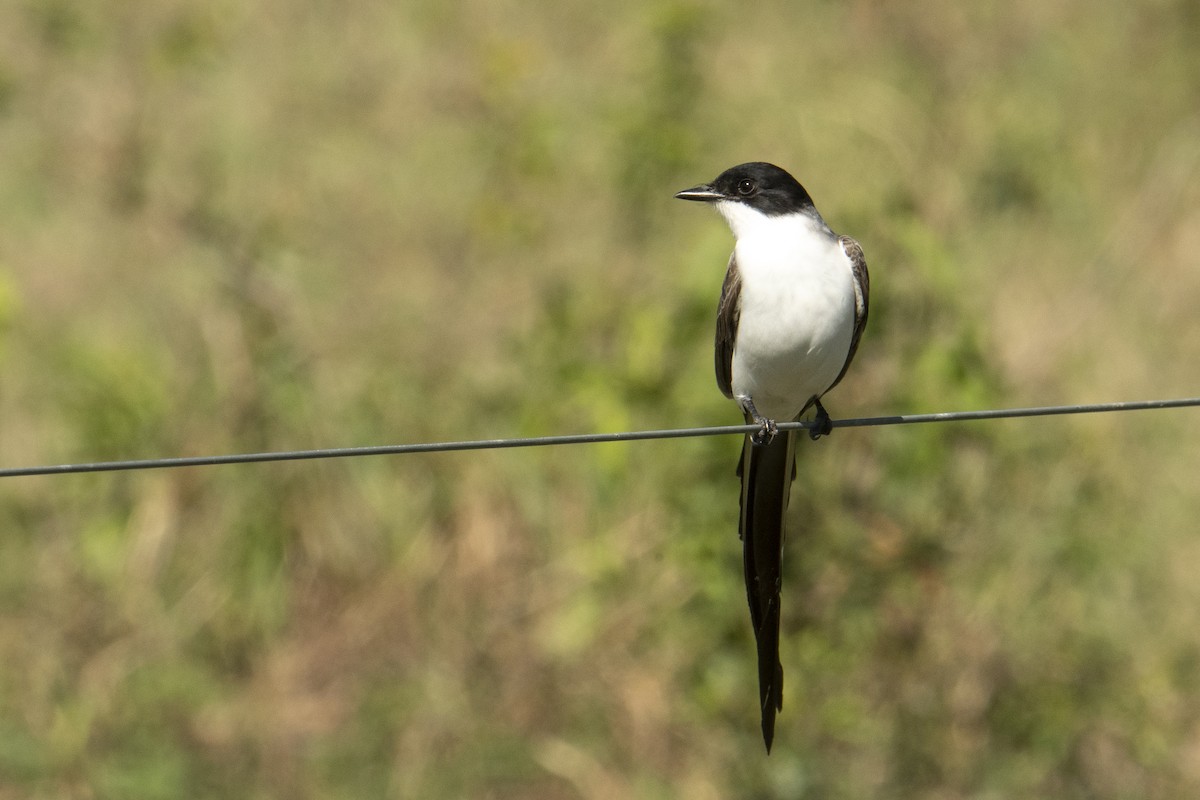 Fork-tailed Flycatcher - ML499703531