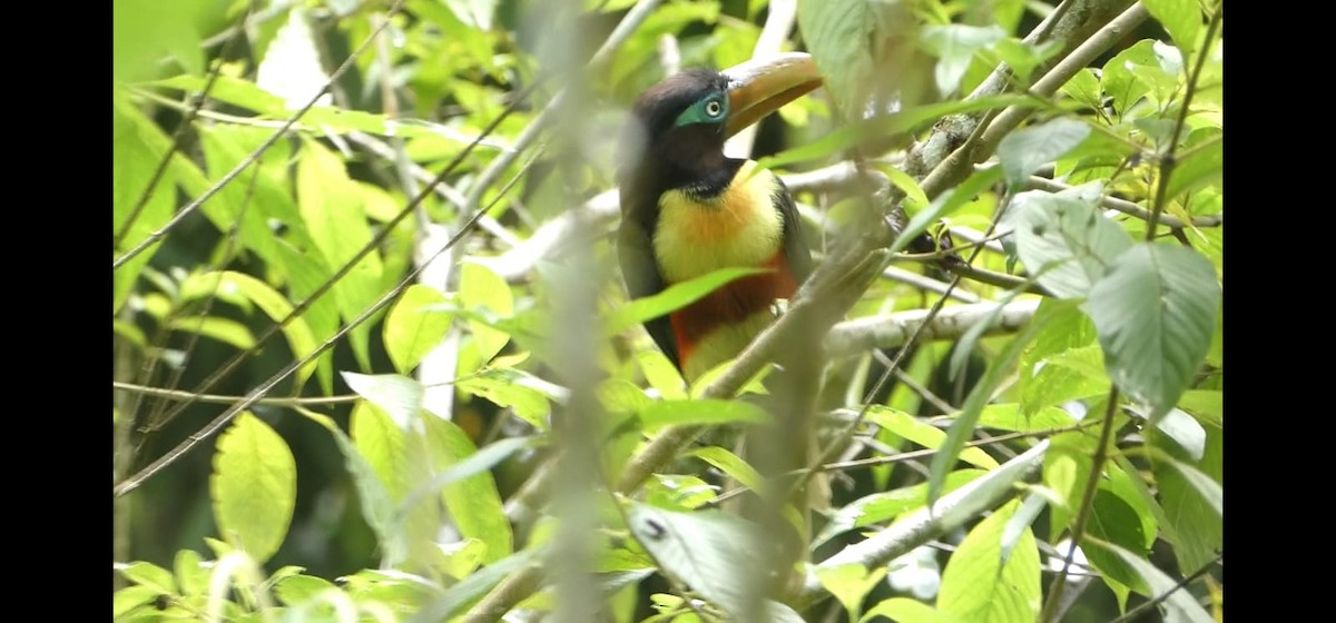 Chestnut-eared Aracari - Cristian Jefferson CESPEDES HUAMAN