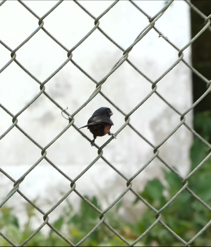 Chestnut-bellied Seed-Finch - ML499705421