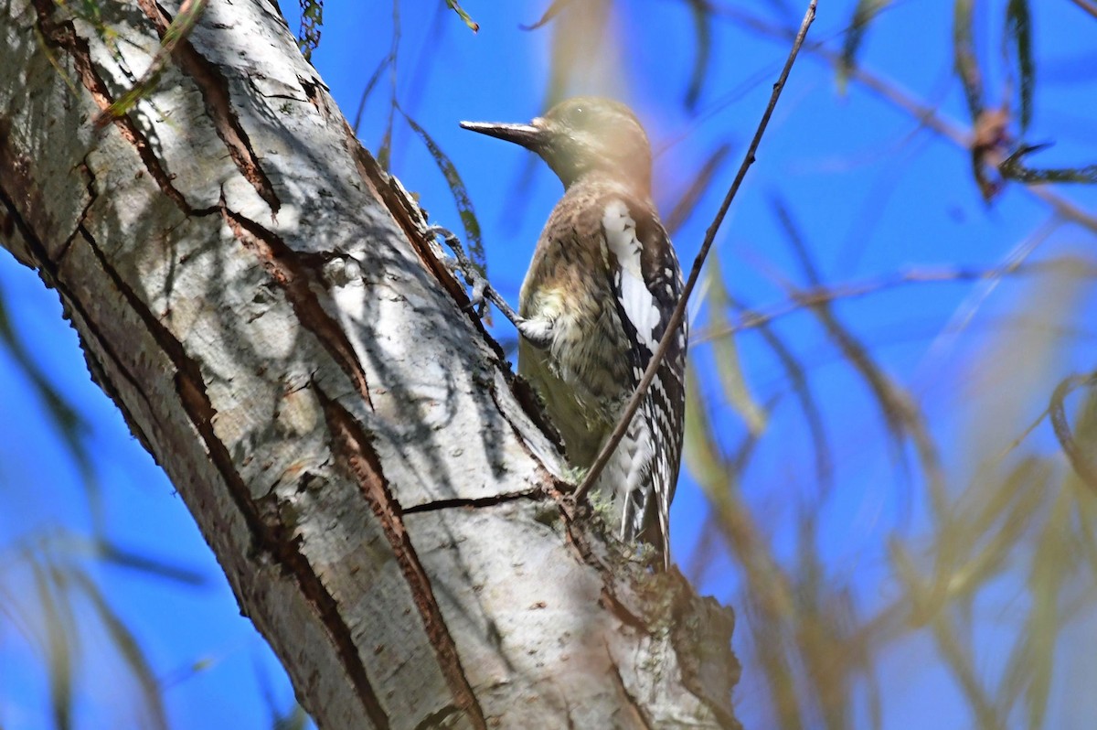 Yellow-bellied Sapsucker - ML499705681