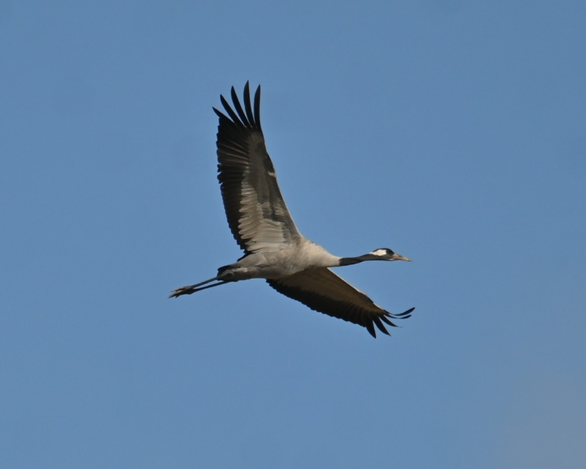 Хархираа тогоруу - ML499705921