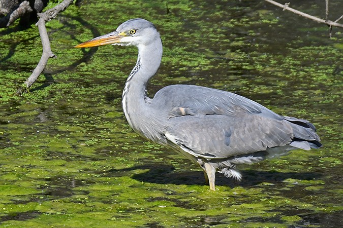 Хөх дэглий - ML499705941