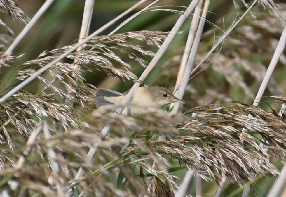Common Reed Warbler - ML499706191
