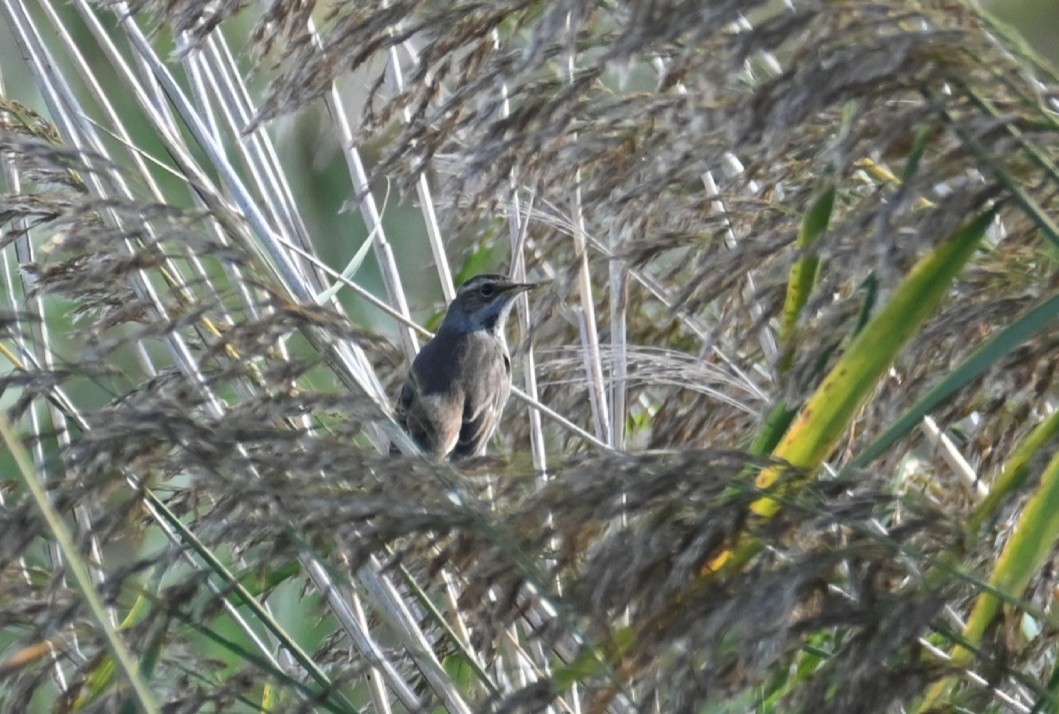 Сондорт гургалдай - ML499706511