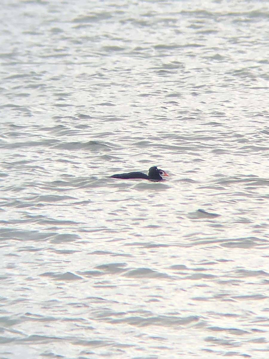 Surf Scoter - ML499706541