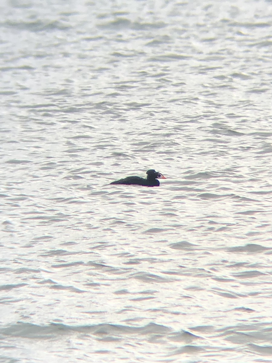 Surf Scoter - ML499706561