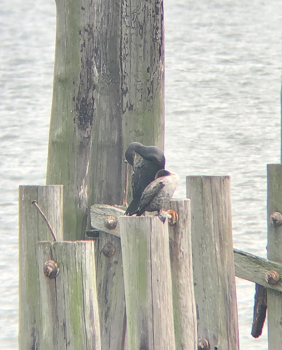 Great Cormorant (North Atlantic) - ML499706851