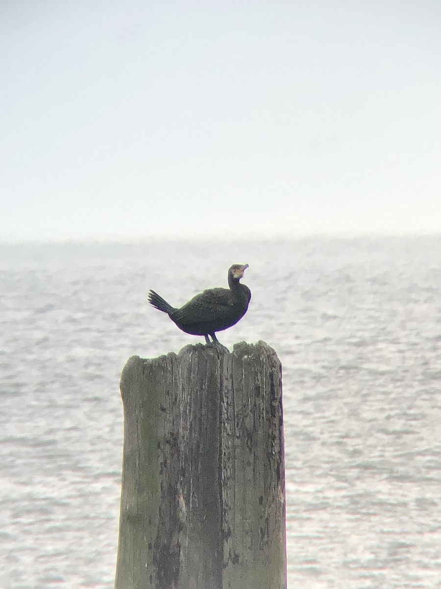 Great Cormorant (North Atlantic) - ML499706861