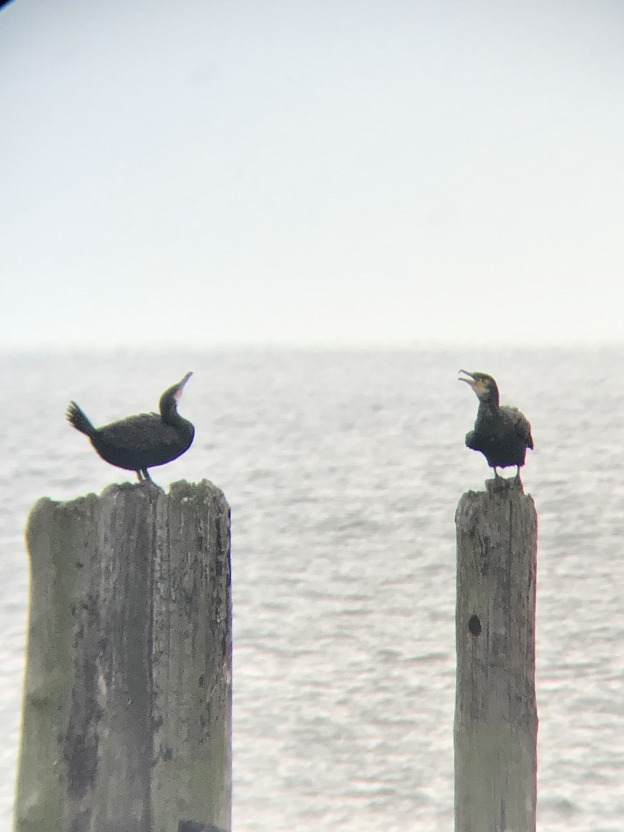 Cormorán Grande (Atlántico norte) - ML499706871