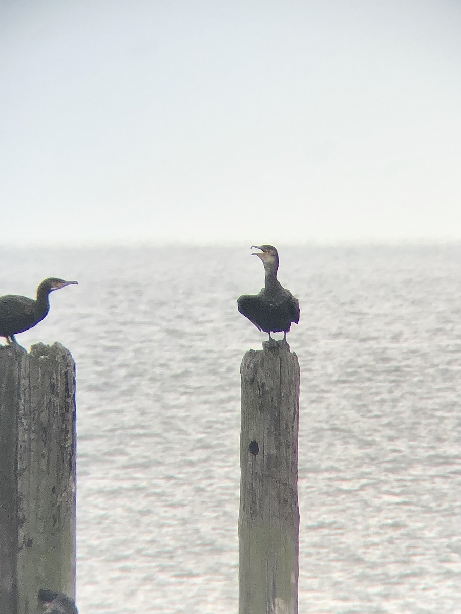 Great Cormorant (North Atlantic) - ML499706881