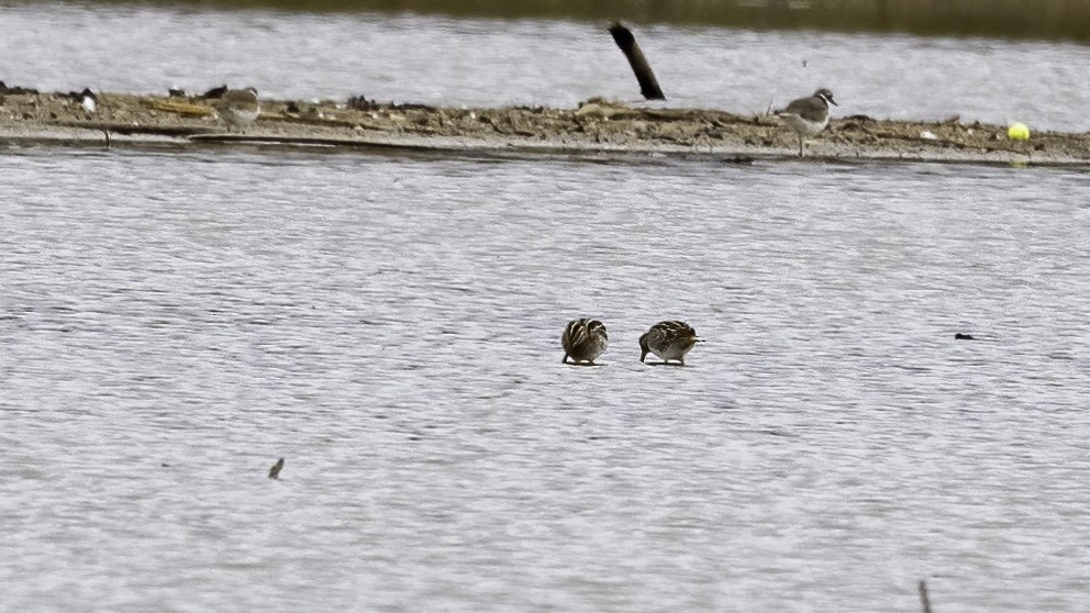 Wilson's Snipe - ML499706911