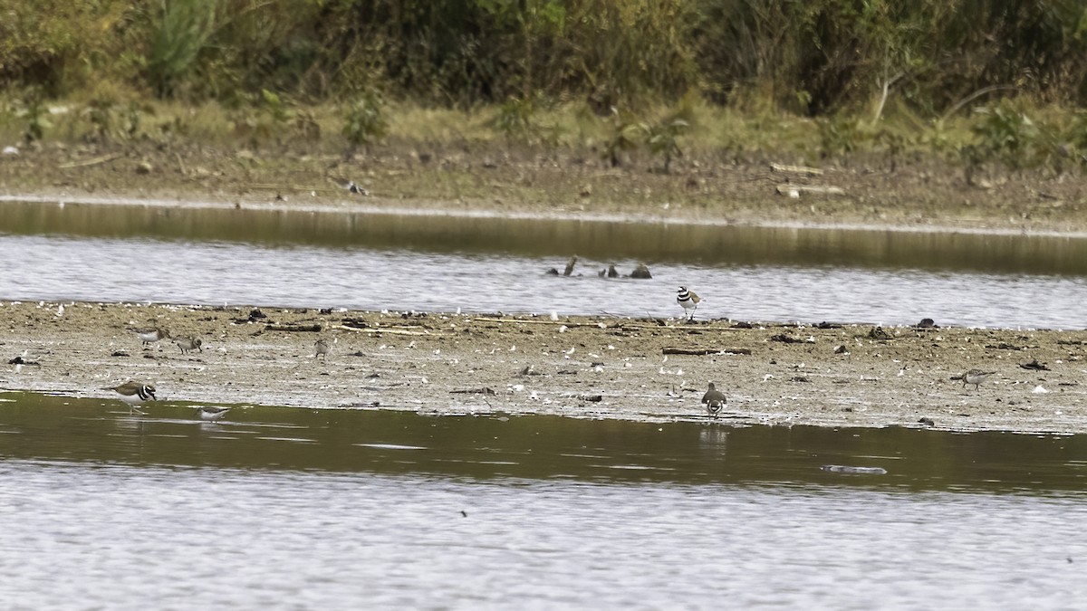 Baird's Sandpiper - ML499707381