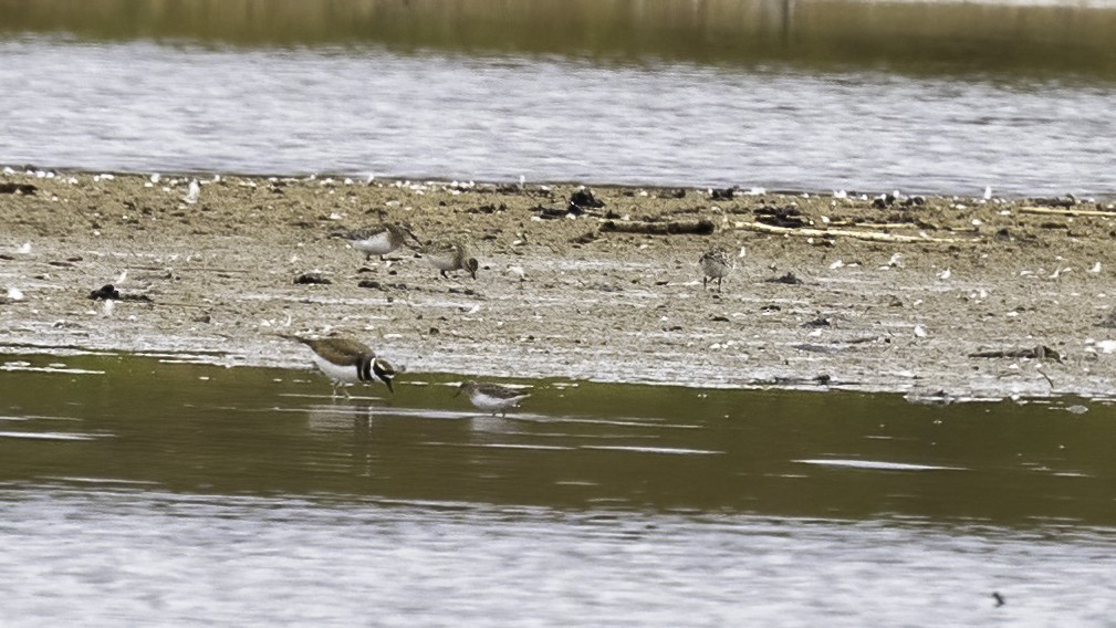 Baird's Sandpiper - ML499707441