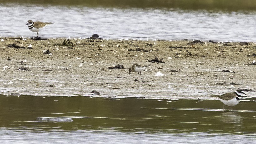 Baird's Sandpiper - ML499707451