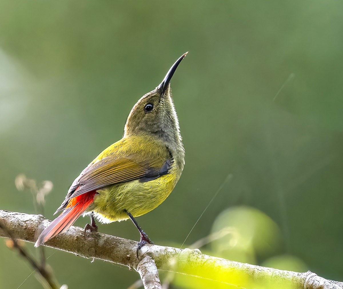 Fire-tailed Sunbird - ML499707731