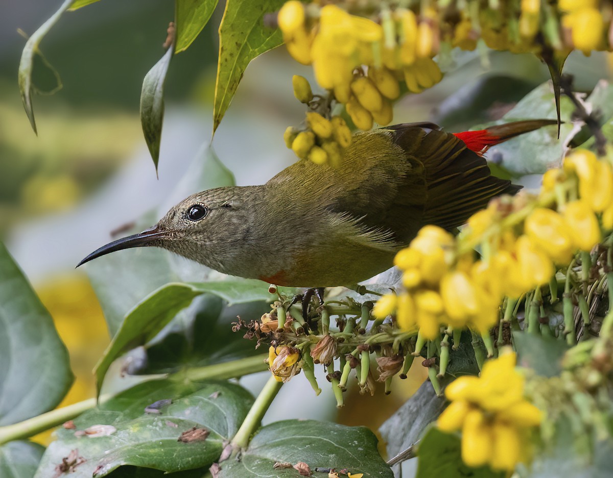 Fire-tailed Sunbird - ML499707741