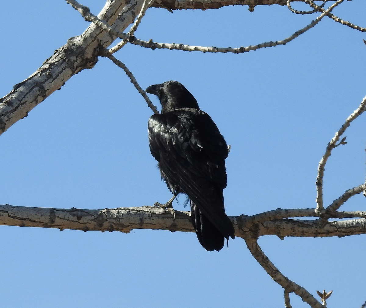 Common Raven - ML49970831