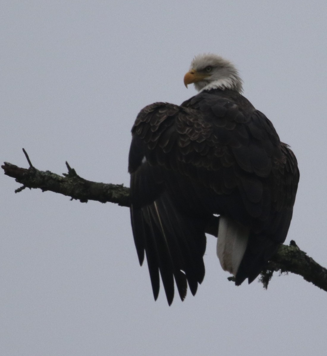 Bald Eagle - ML499710031