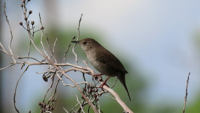 House Wren - ML499710921