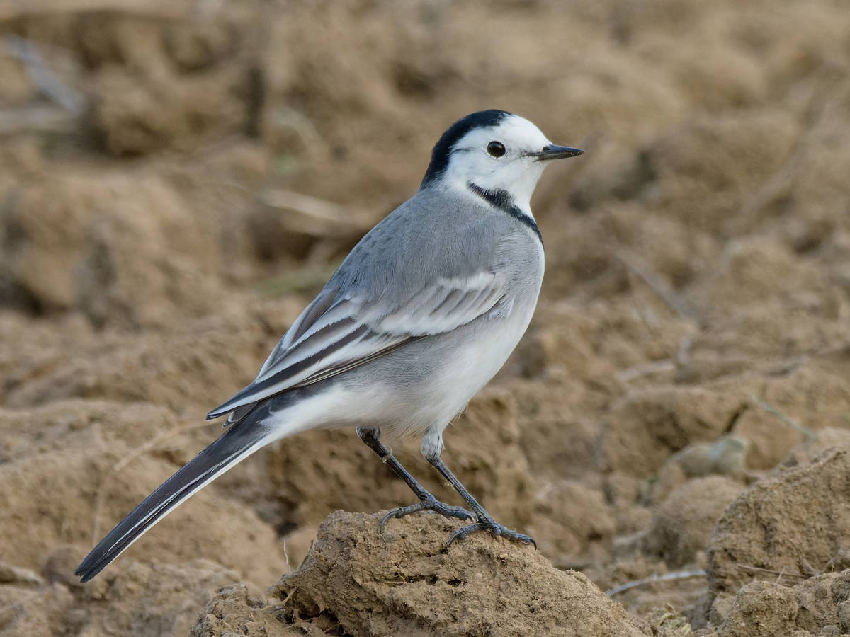 White Wagtail - Juan Parra Caceres
