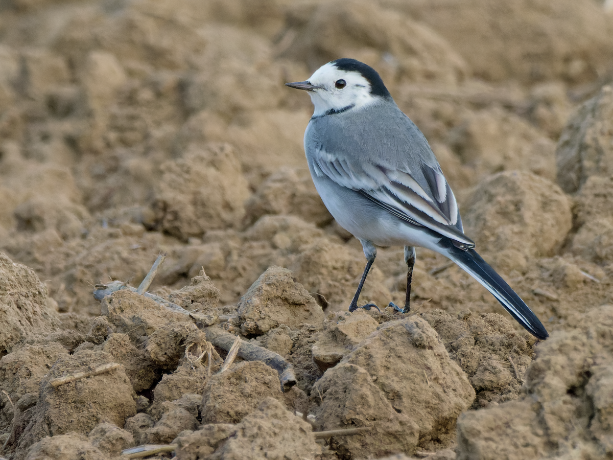 White Wagtail - Juan Parra Caceres