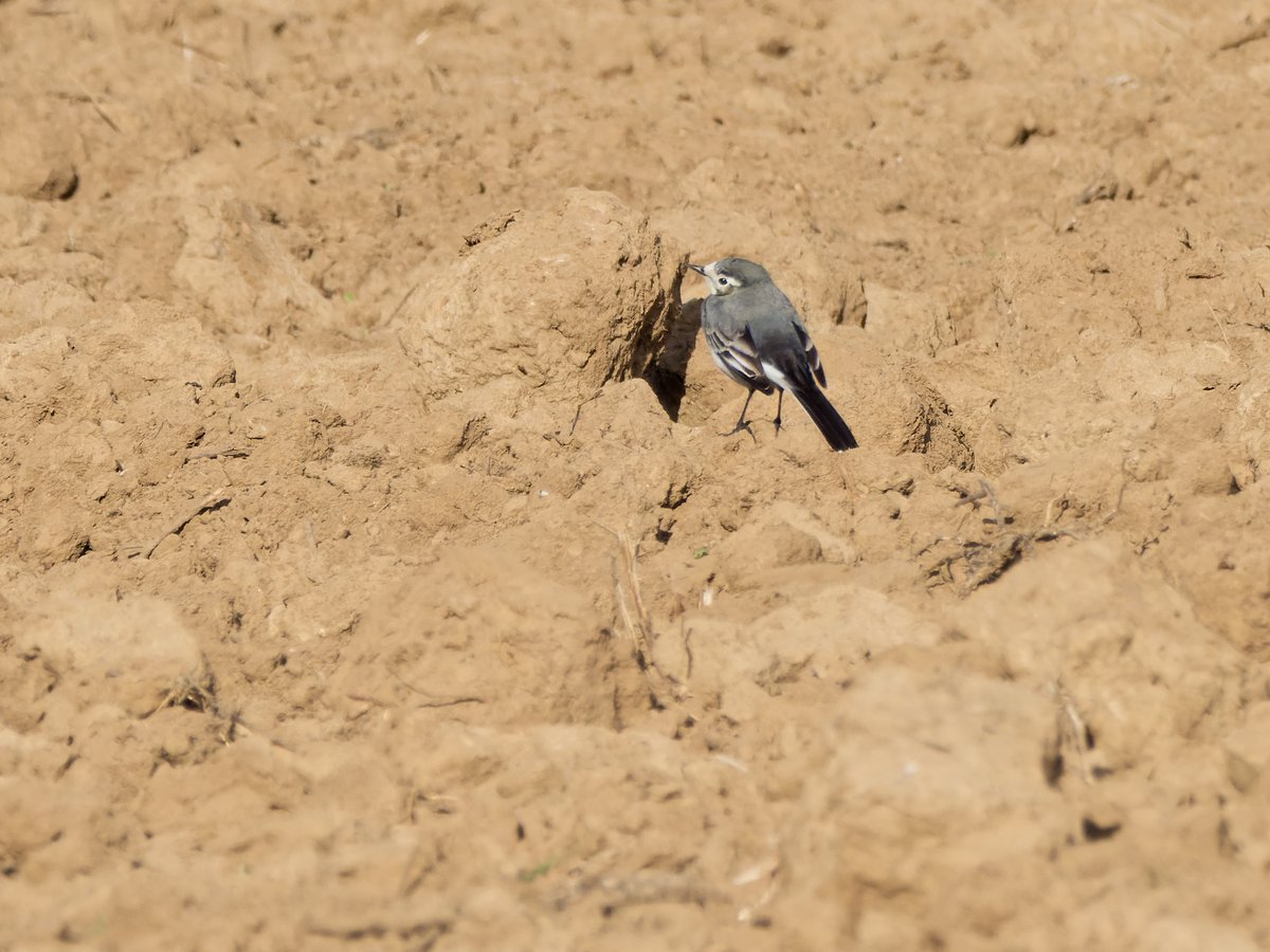 White Wagtail (British) - Juan Parra Caceres