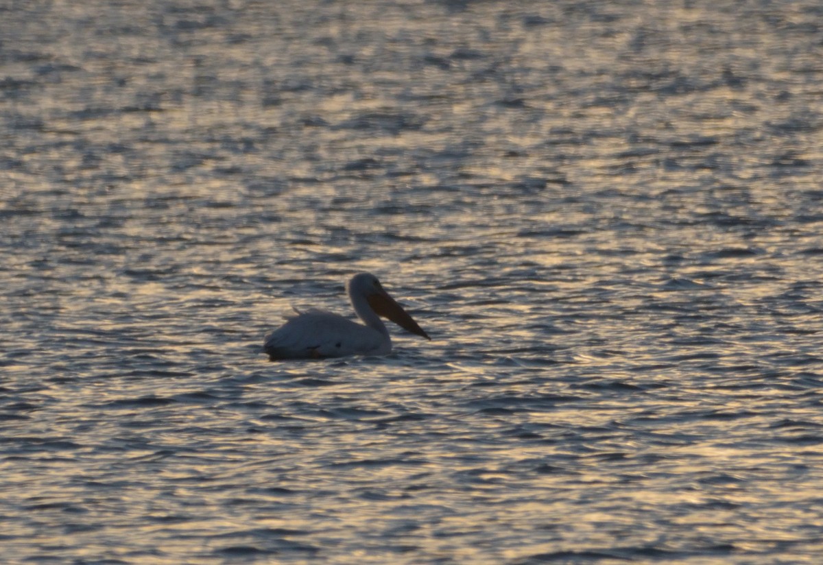 American White Pelican - ML499712591