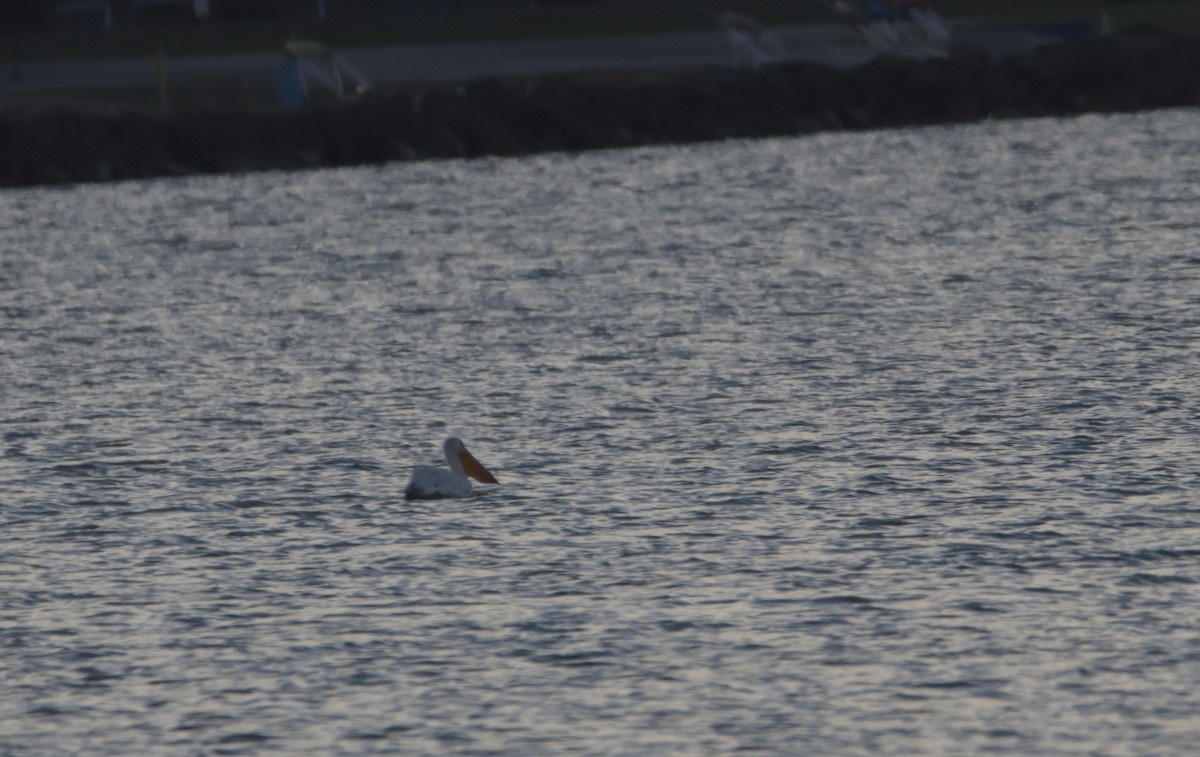 American White Pelican - ML499712601