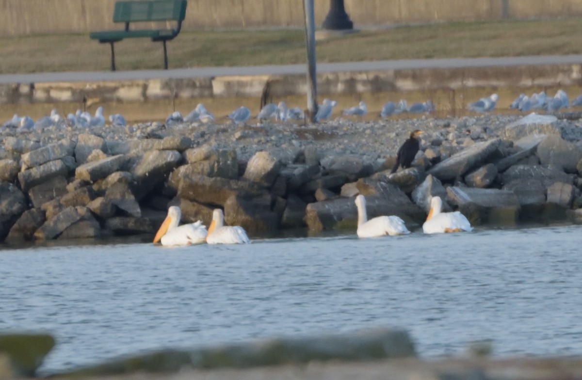 American White Pelican - ML499712611