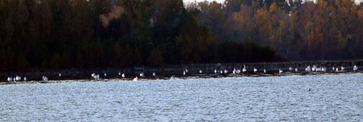 American White Pelican - ML499712641