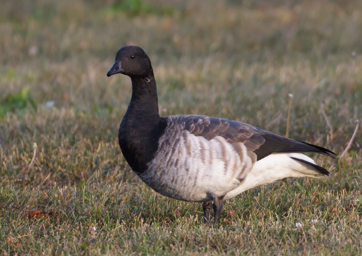 Brant - ML499712731