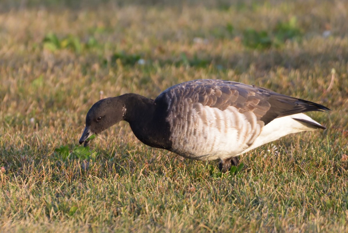 Brant - ML499712861