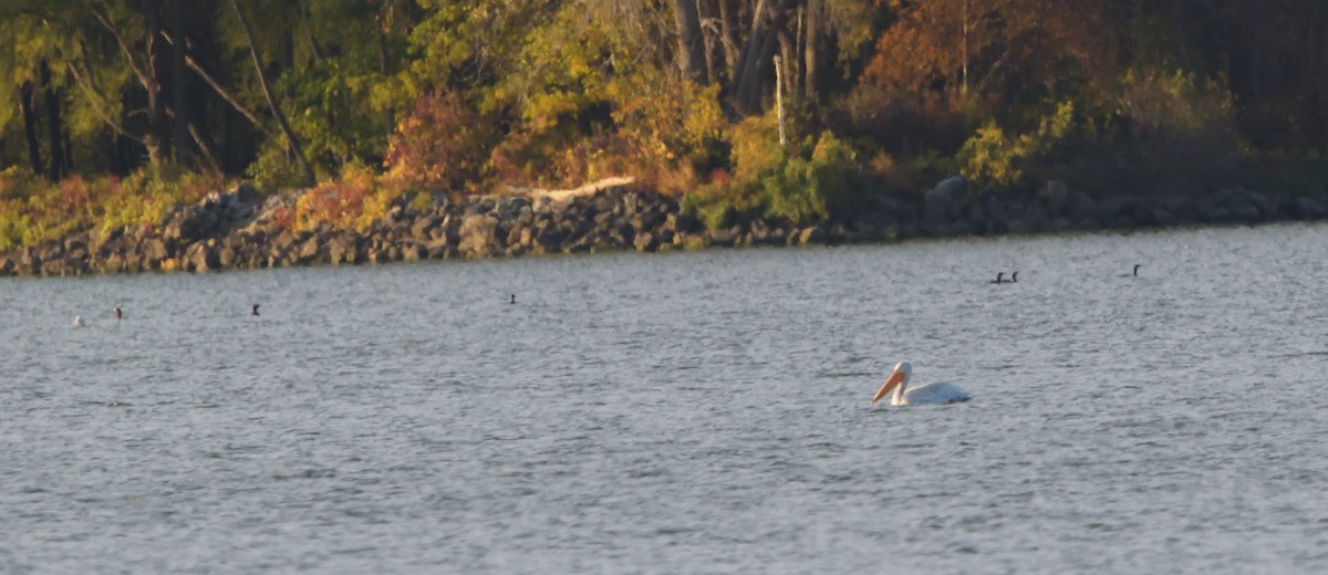 Double-crested Cormorant - Robert Tonge