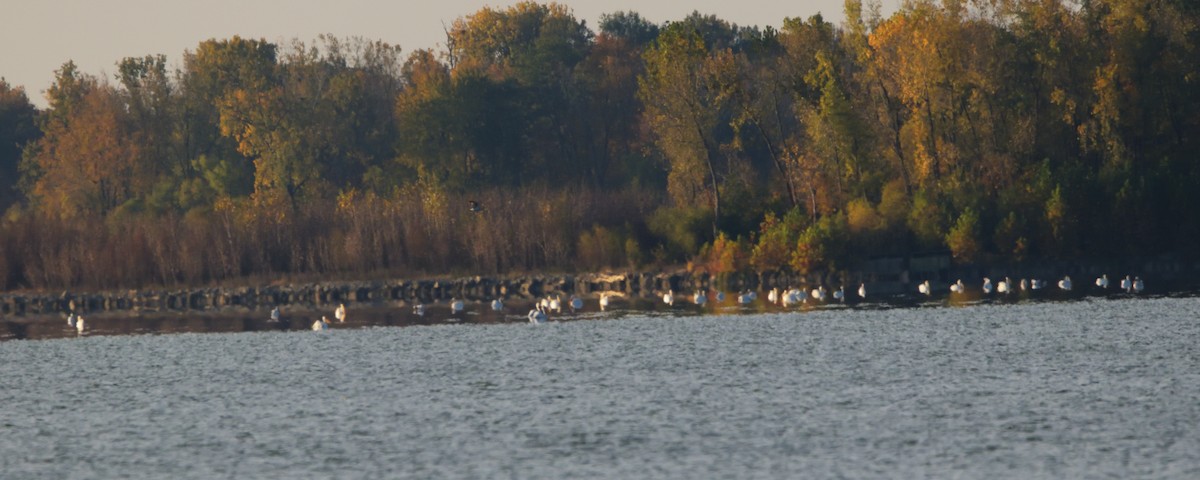 American White Pelican - ML499713151