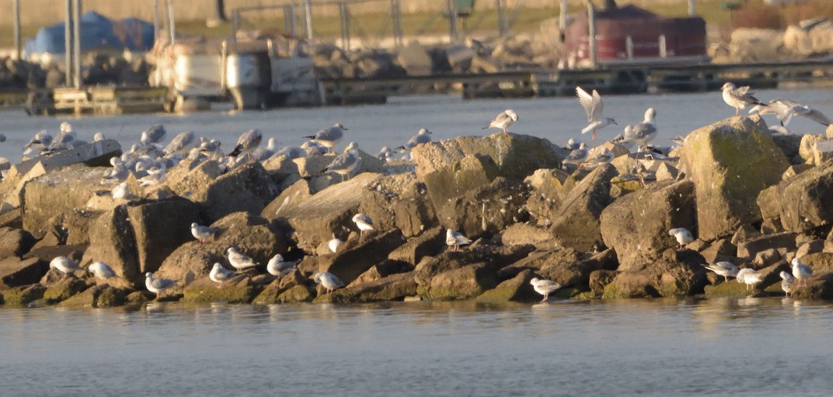Mouette de Bonaparte - ML499713191