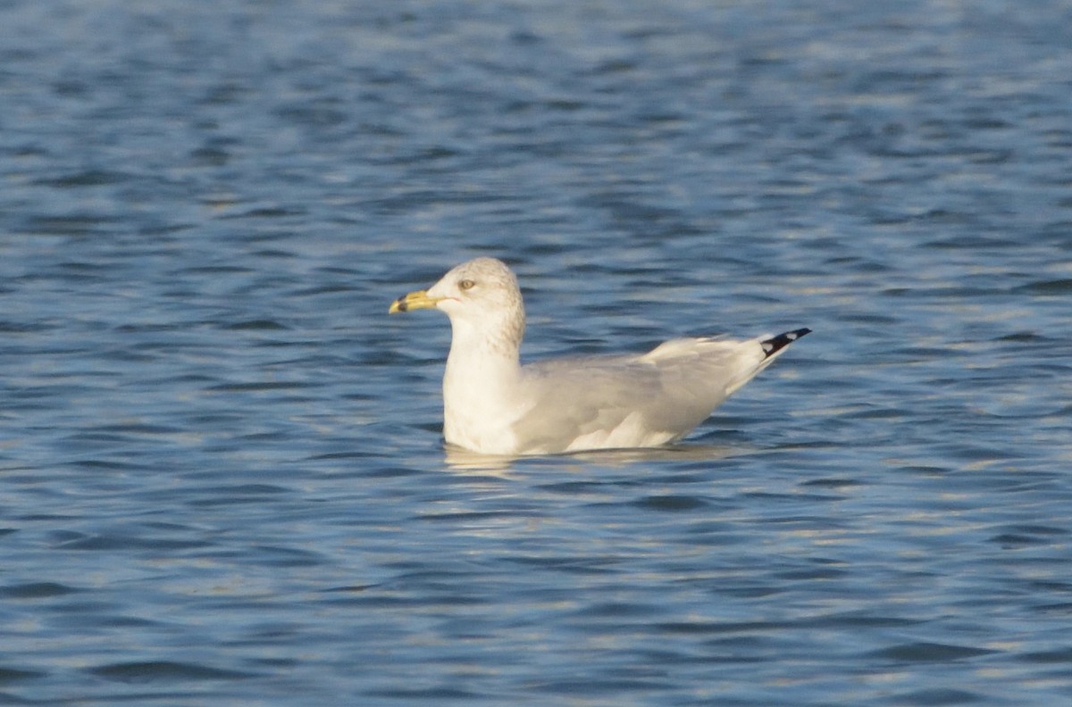 Ring-billed Gull - ML499713221