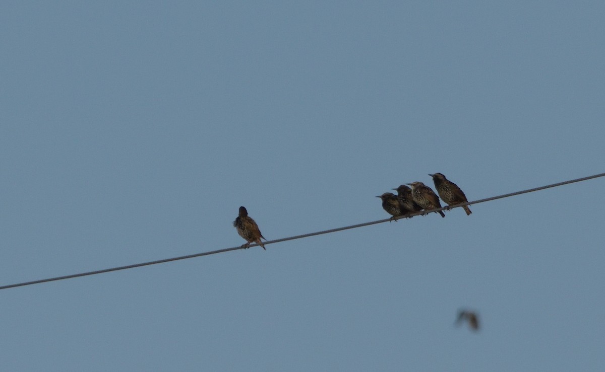 European Starling - Robert Tonge