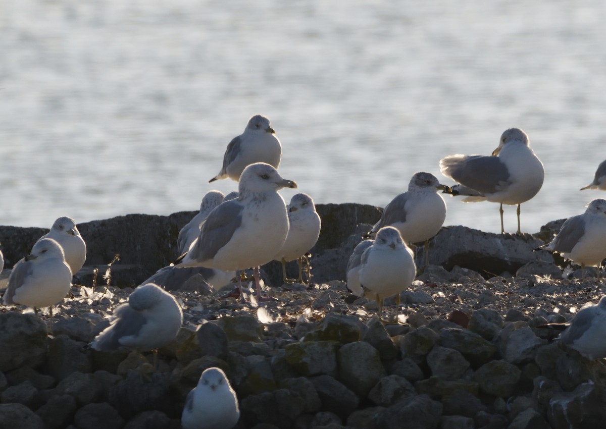 Herring Gull (American) - ML499713301