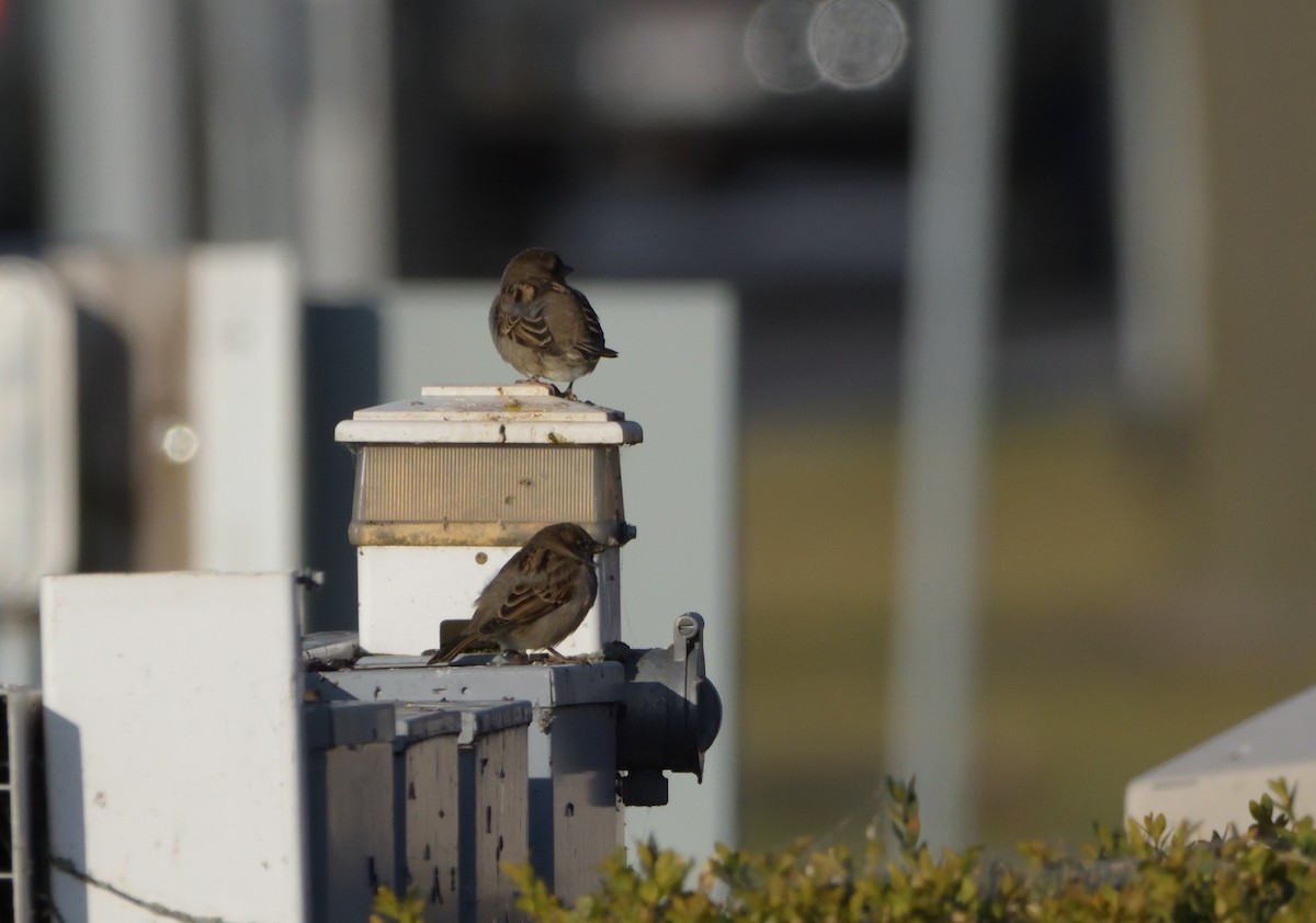 Moineau domestique - ML499713421