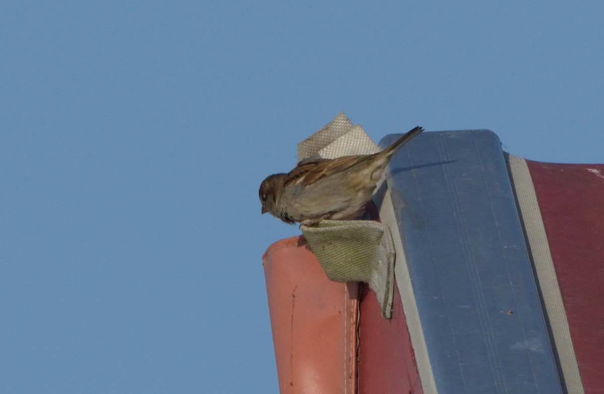 House Sparrow - Robert Tonge