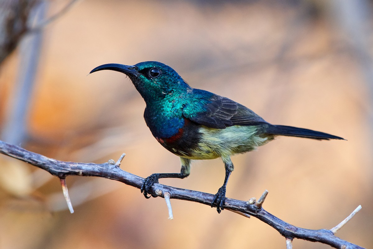 Souimanga Sunbird - Tomáš Grim