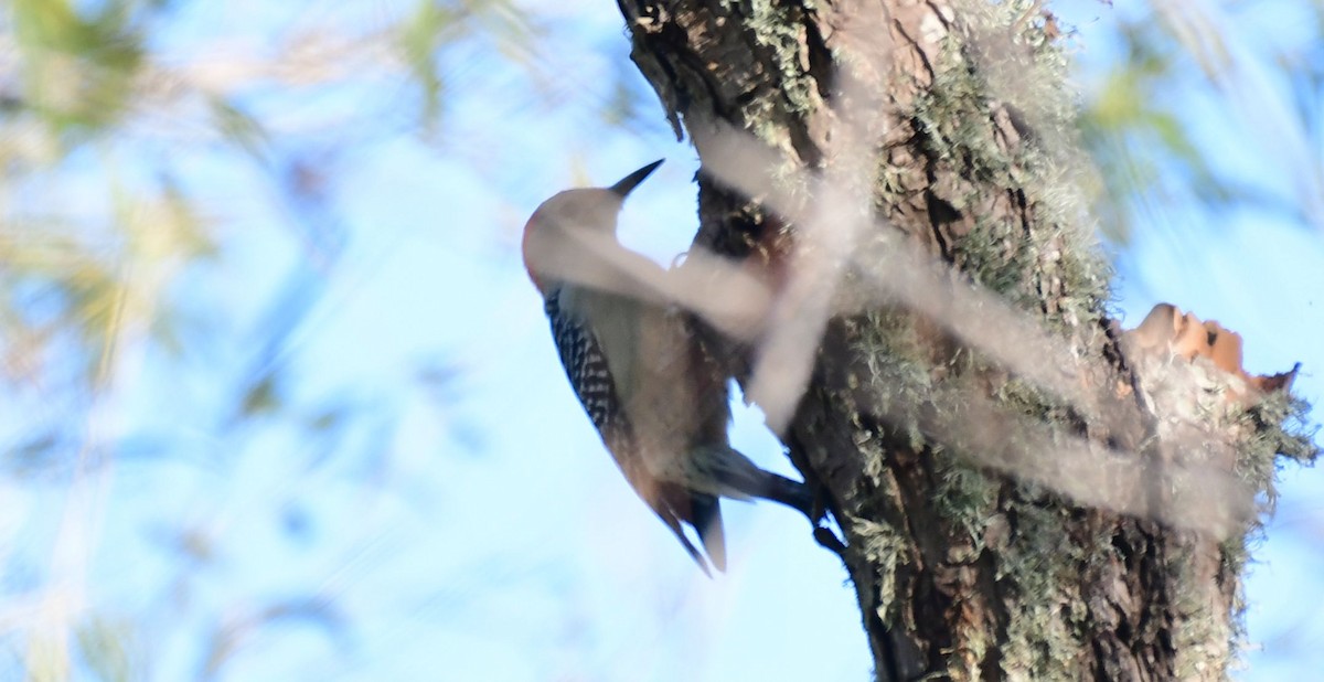 Red-bellied Woodpecker - James Bozeman