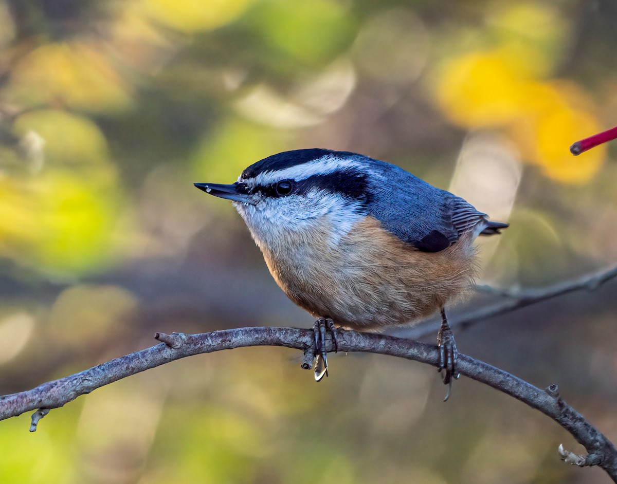 Red-breasted Nuthatch - ML499715831