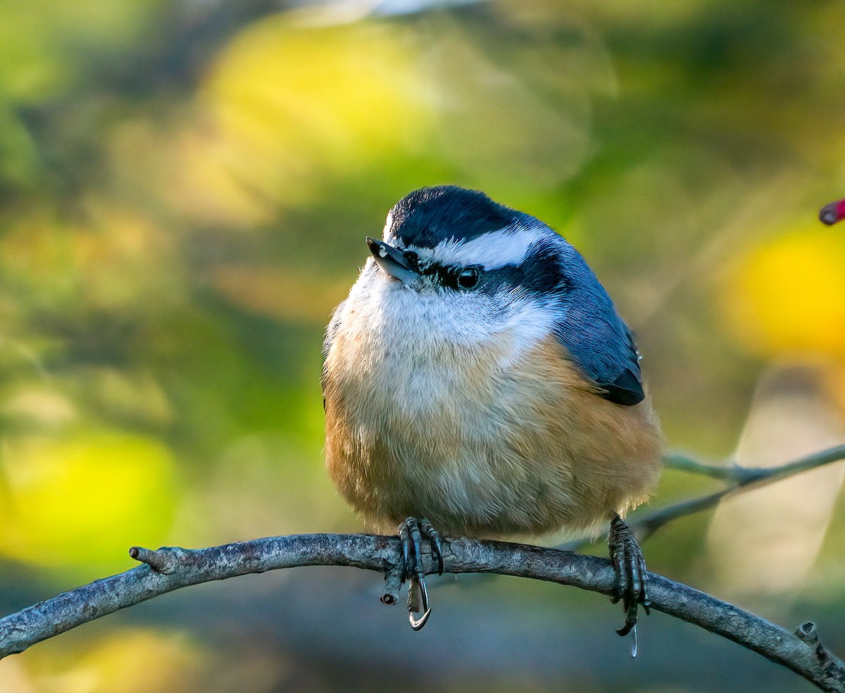 Red-breasted Nuthatch - ML499715841