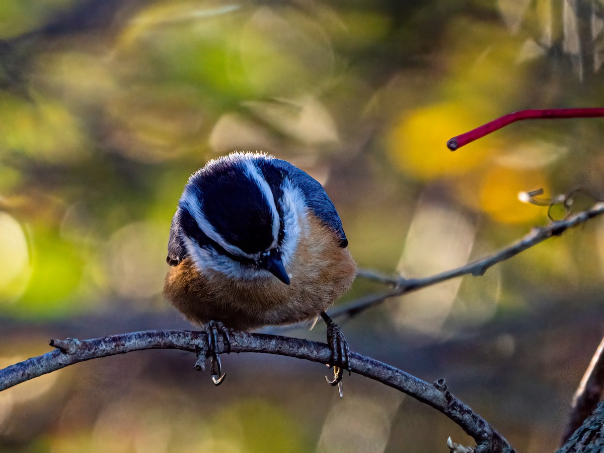 Red-breasted Nuthatch - ML499715851