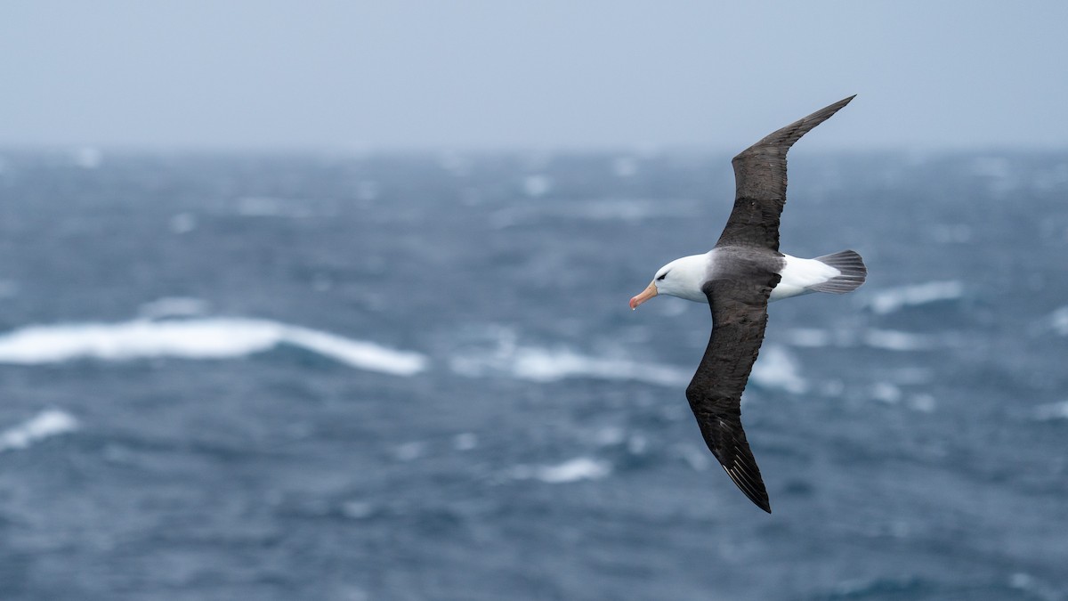 Чернобровый альбатрос - ML499717601