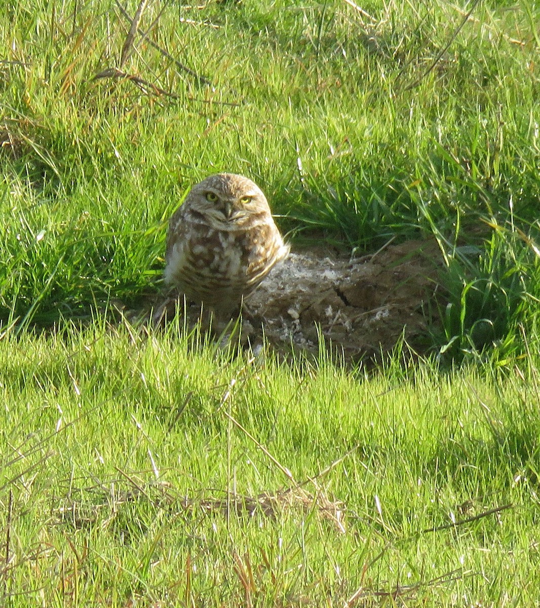 Burrowing Owl - ML49971771